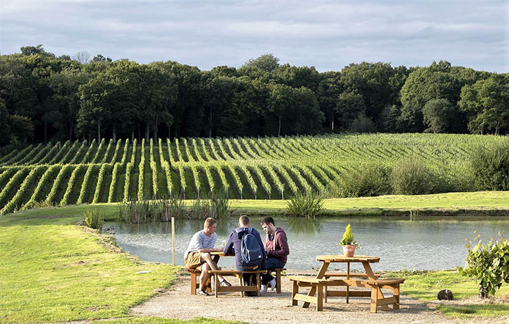 Bluebell Vineyard, Sussex