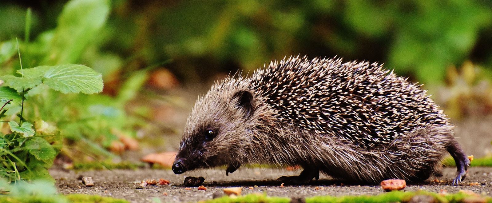 Hedgehog