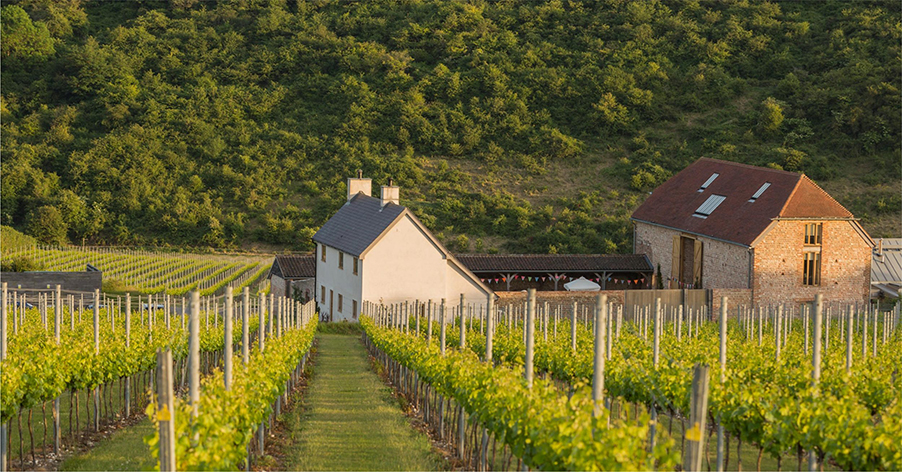 Rathfinny Vineyard, Sussex